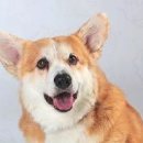 행복한 강아지 이미지