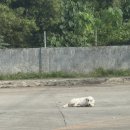 서인천안경 | 여행 3일 4일차 마지막날 (핵심육상투어 맨메이드숲/안경원숭이/초콜렛힐/우베코/두말리안비치/해피풋스파)