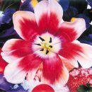 화서지몽 이미지