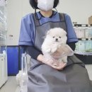 더독스 네이버블로그