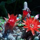 태하 성하신당 이미지