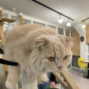 강남역 고양이카페 고양이라좋은날 데이트 최고 개냥이 많은 내돈내산