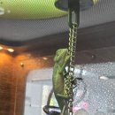 카멜레온호텔 | 파충류샵 검단아라 크레리즘 도마뱀 아크릴 사육장 구매후기