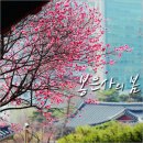 매화나무두그루