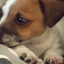 강아지집 이미지