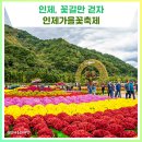 용대찐빵 | 인제에서 꽃길만 걷자! 인제 가을꽃축제 [강원특별자치도 축제]