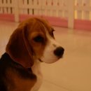 러비도기 이미지