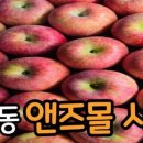 안동청송사과