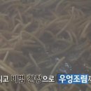 뚱채김밥 이미지