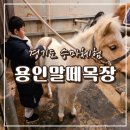 그루밍 | 경기도승마체험 용인말떼목장에서 말먹이주기 말 그루밍 체험 후기