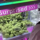 뽑기플러팅 이미지