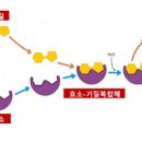 효소의기능 효소 소화효소 소화효소제 효소 역가수치 이미지