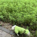 우비짬뽕
