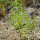 아마풀 Diarthron linifolium Turcz. 이미지