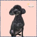 멍뭉살롱 이미지