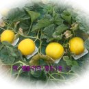 영희농장 이미지