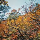 코스포덤 이미지