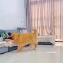골댕이가 질투심에 그만 이미지