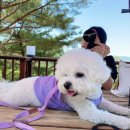 나리목장2 이미지