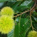 일철농장 이미지