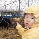 염소우리 이미지