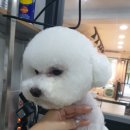 응암애견 이미지