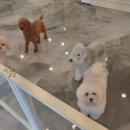 상아지네 이미지