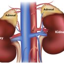 부신메디칼 이미지