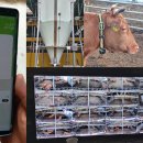 대안축산 이미지