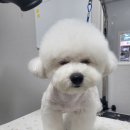 까망댕댕 이미지