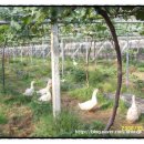 진아농장 이미지