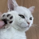 아이캣유 이미지