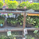 신흥종묘사 이미지