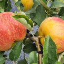 성자골1 이미지