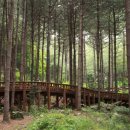 산속애견 이미지