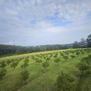 정숙목장 | 안성 수목장의 조용한 환경이 주는 심리적 안정감