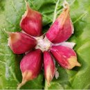 단양농업협동조합(농산물판매) 이미지