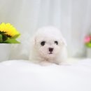 더독스 미니 이미지