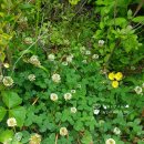 메이의산책 이미지