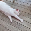 카페꾸오이아노 이미지