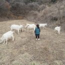 고성리산양목장 이미지