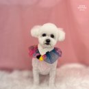 화사하개 이미지