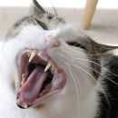 미사숲동물의료센터 이미지