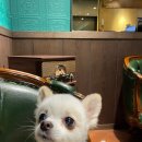현대천호바버