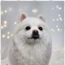 행복한애견미용실 이미지