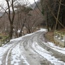 영산홍가 | &#39;국가산림문화자산&#39; 지정된 나주 불회사 비자림