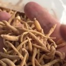 태자삼,중국희귀약초,태자삼에 대한 이해,식욕부진 이미지