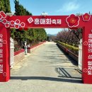 2025 섬 홍매화축제 | 2025 신안섬 임자도 홍매화축제 다녀왔습니다