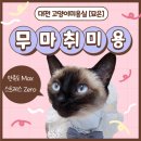 묘은 | 대전 무마취고양이미용 [묘은] 교감하며 진행하는 대전 고양이 무마취 미용