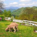 대신목장 이미지